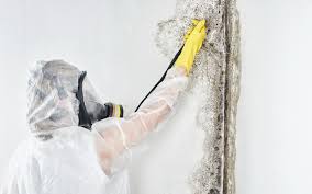 Reliable Montrose Ghent, OH Mold Inspection Solutions